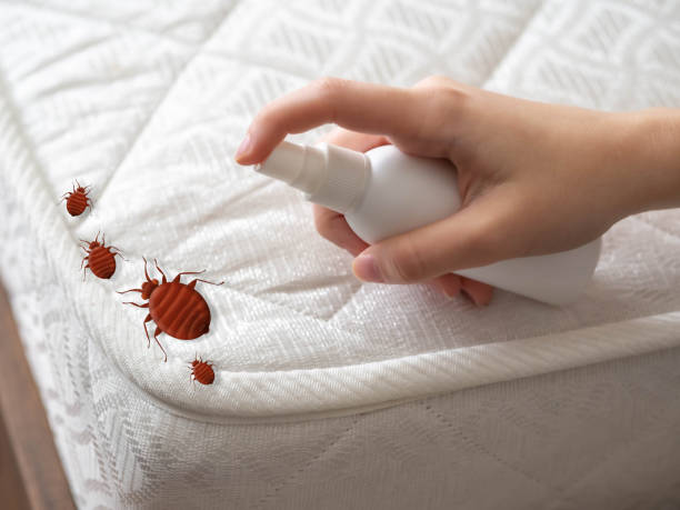 Best Bed Bug Extermination  in Shadybrook, TX