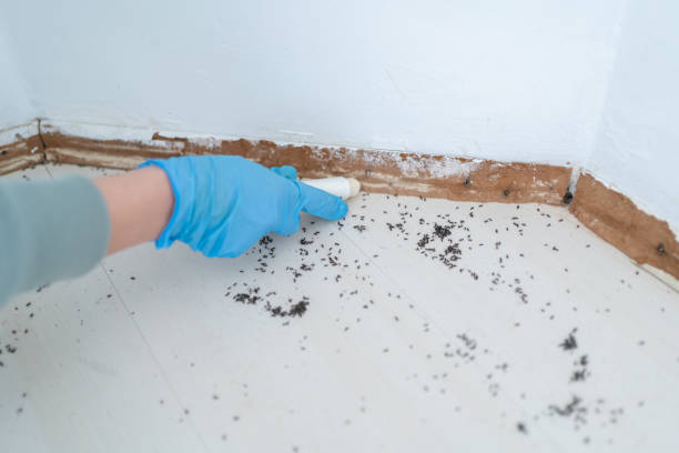 Best Wasp Removal Services  in Shadybrook, TX